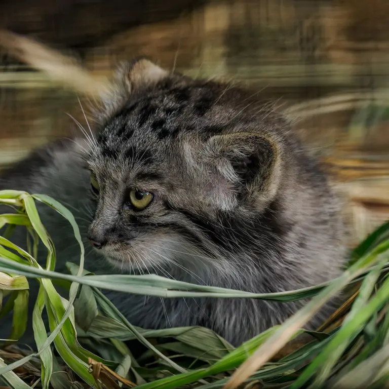 ブルノ動物園のマヌルネコの写真