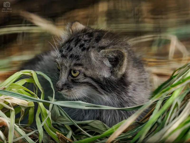 ブルノ動物園のマヌルネコの写真