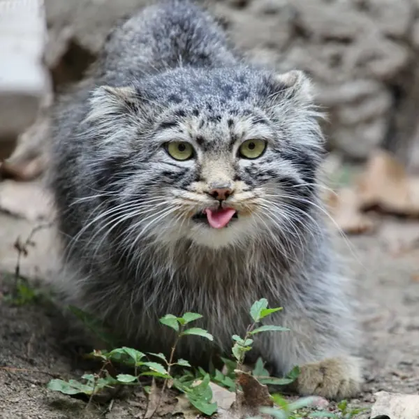 カラコル動物園のクニャージュナ・カラコリスカヤの写真