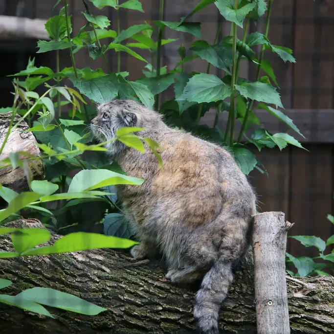 ワルシャワ動物園のジェシーの写真