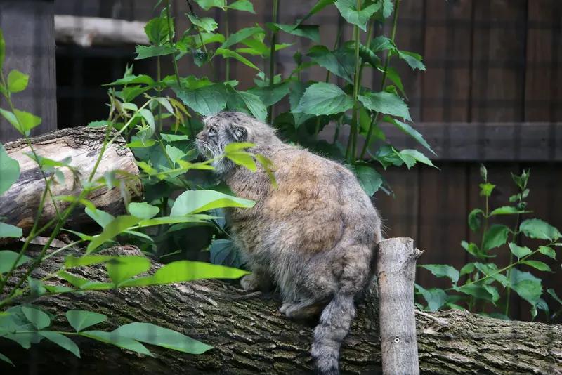 ワルシャワ動物園のジェシーの写真