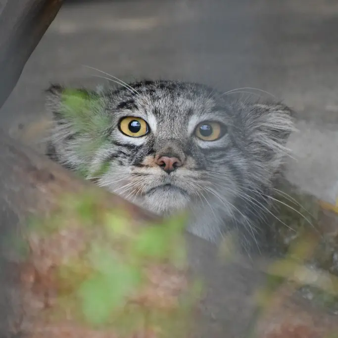 ごかつら池どうぶつパークのメイの写真