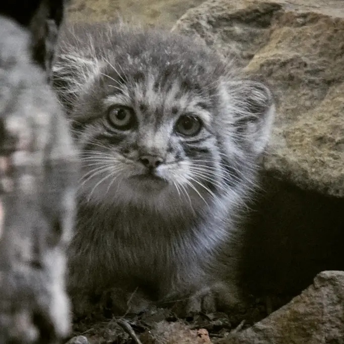 ブダペスト動物園＆植物園のボリス Ⅱの写真