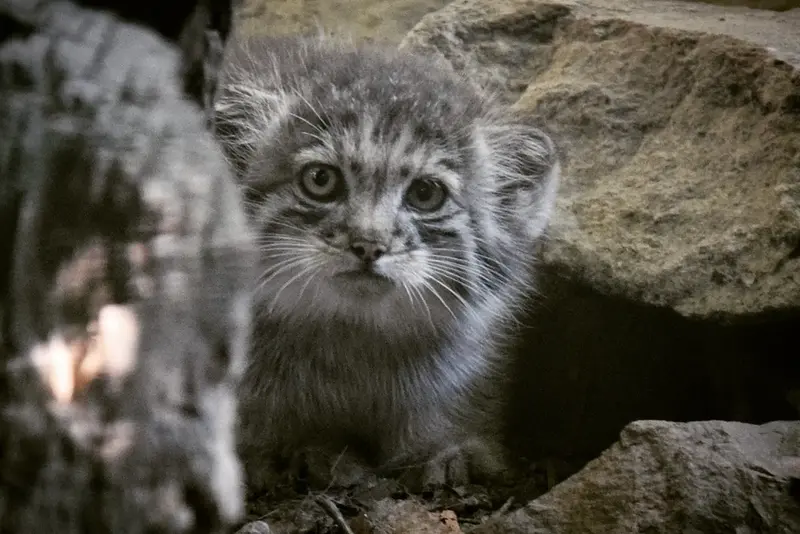 ブダペスト動物園&植物園のボリス Ⅱの写真