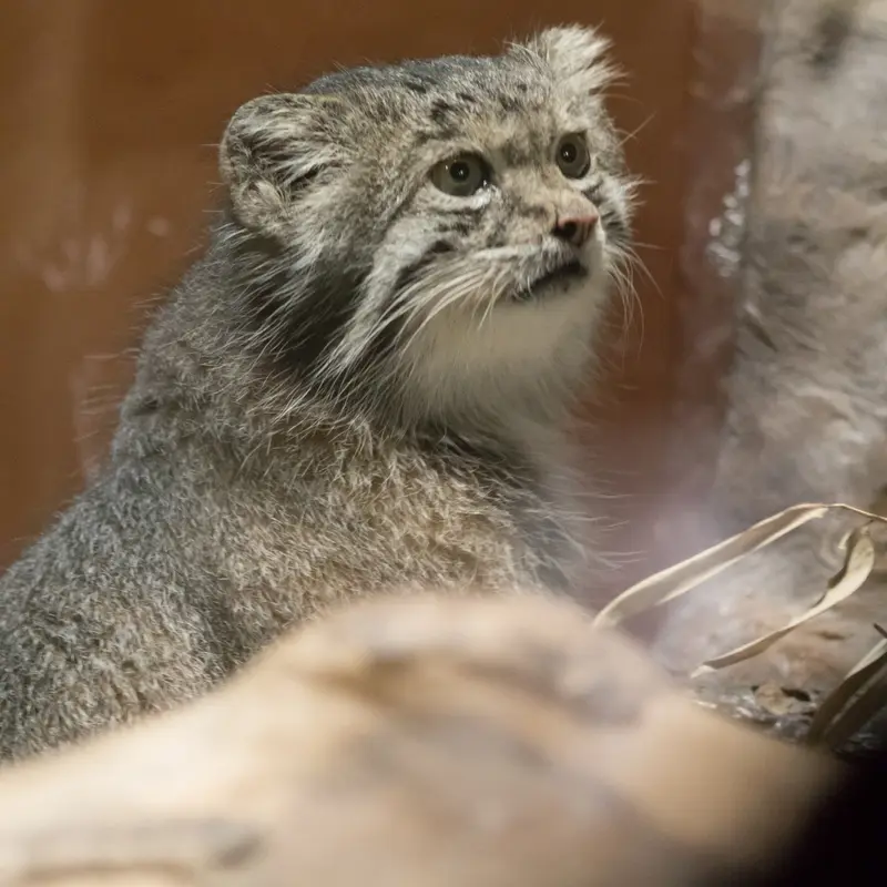 恩賜上野動物園のクリョンの写真