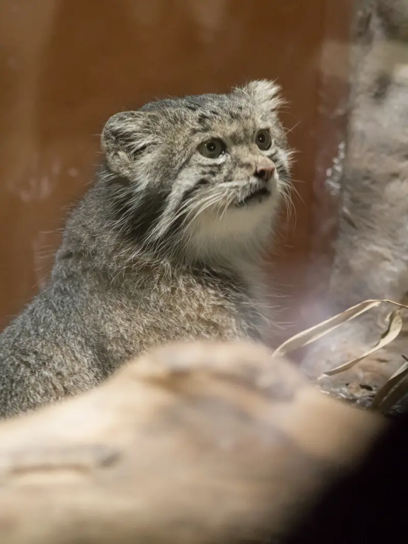 恩賜上野動物園のクリョンの写真