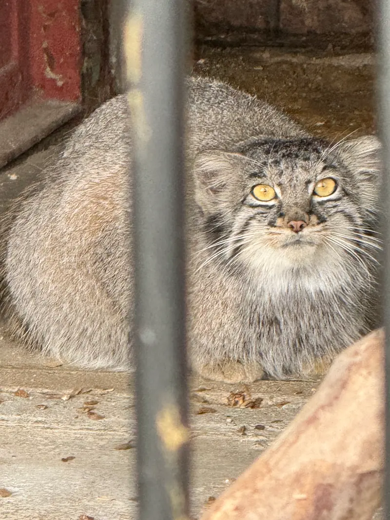 ごかつら池どうぶつパークのメイの写真