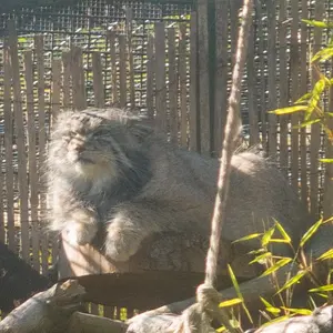 エディンバラ動物園のアキコの写真