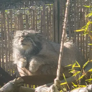 エディンバラ動物園のアキコの写真