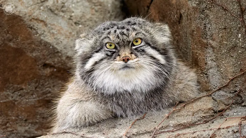 神戸市立王子動物園のイーリスの写真