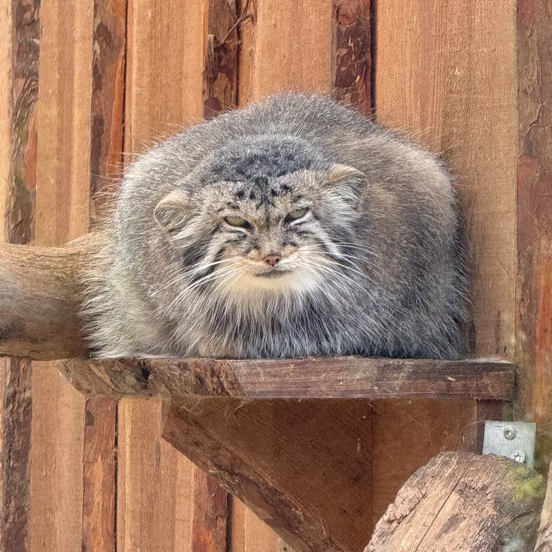 タリン動物園のアルタニの写真