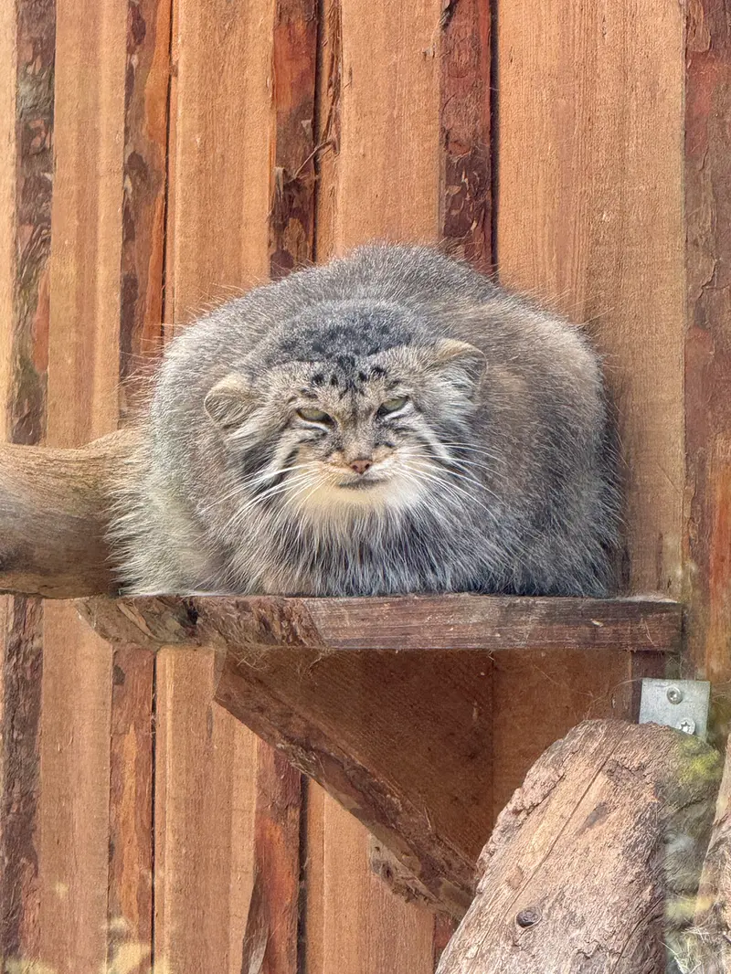 タリン動物園のアルタニの写真