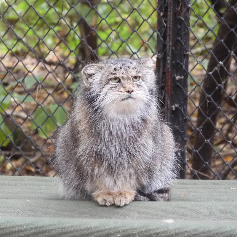 ノヴォシビルスク動物園のミアの写真
