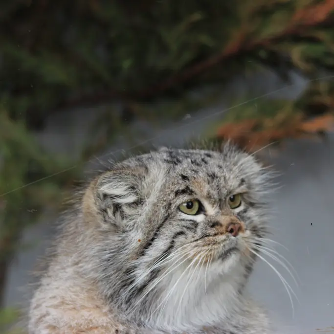 バナム動物園のバックの写真