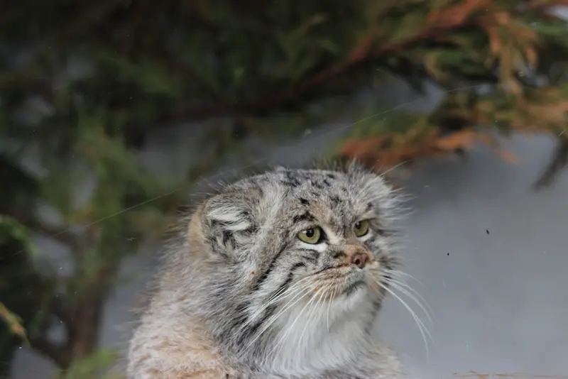バナム動物園のバックの写真