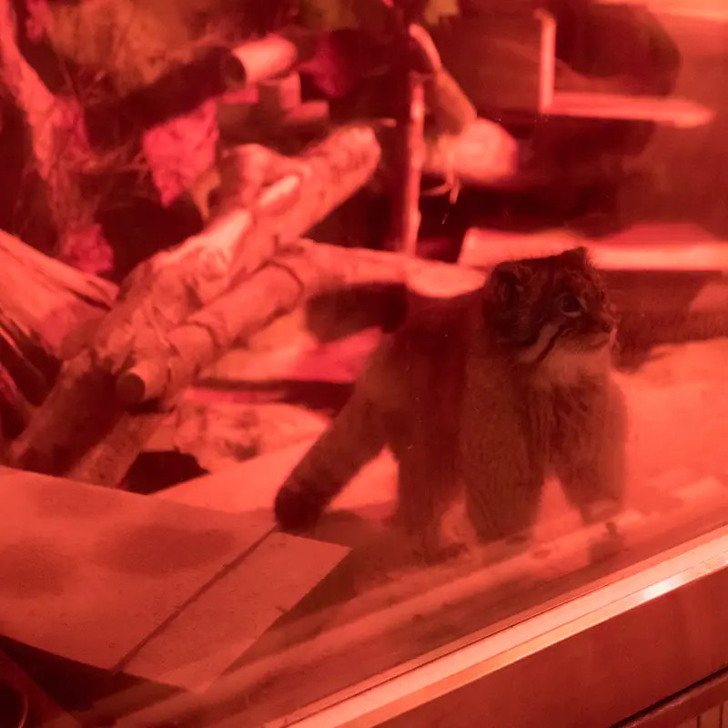 恩賜上野動物園のナイマの写真