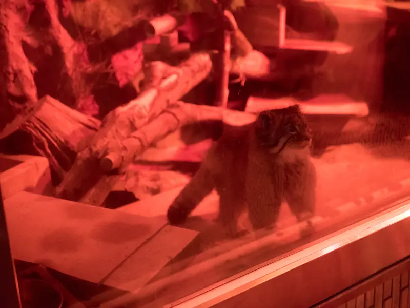 恩賜上野動物園のナイマの写真