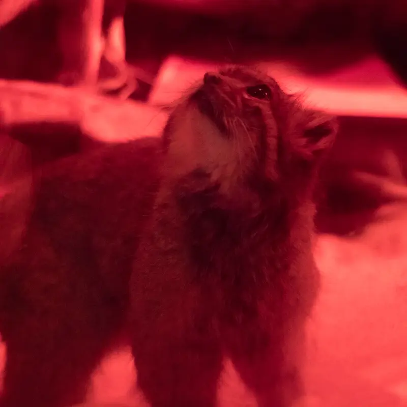 恩賜上野動物園のナイマの写真