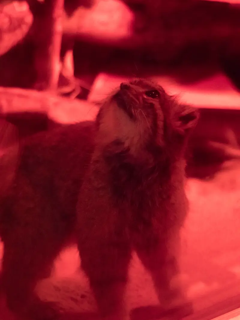 恩賜上野動物園のナイマの写真