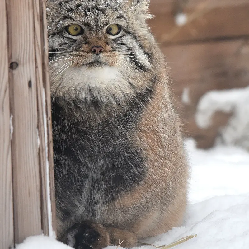 ノヴォシビルスク動物園のコソグラジクの写真