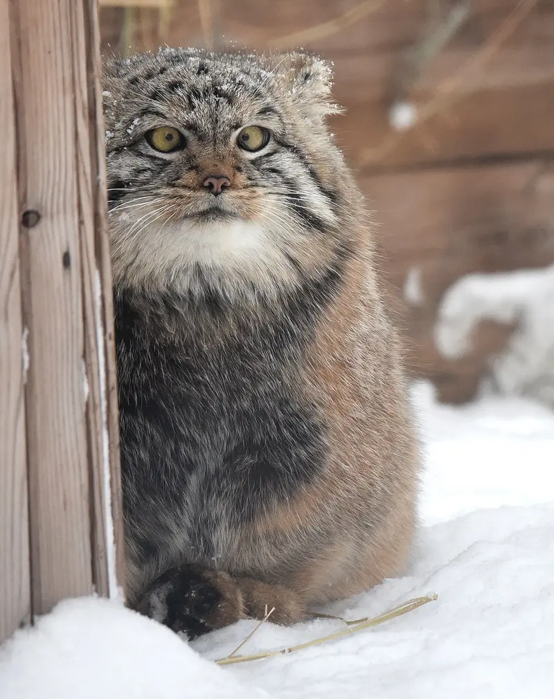 ノヴォシビルスク動物園のコソグラジクの写真