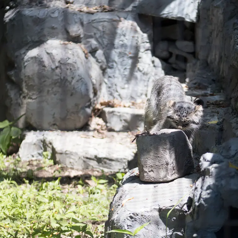 旭山動物園のヒデの写真