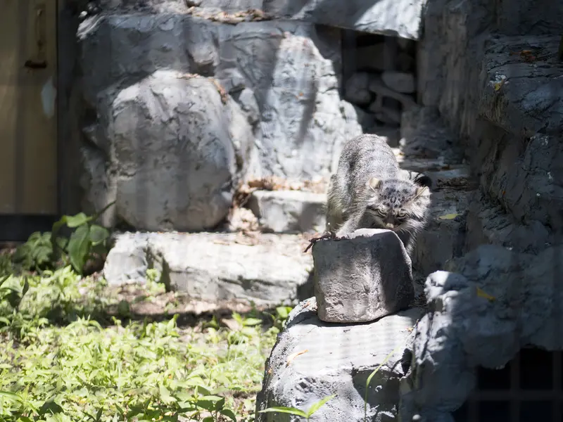 旭山動物園のヒデの写真