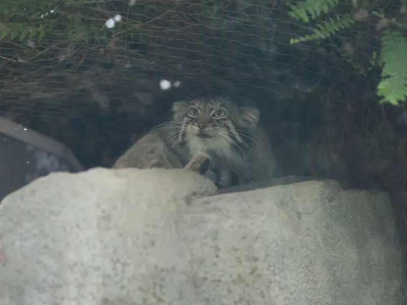 神戸どうぶつ王国のオトの写真