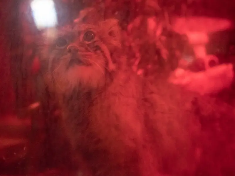 恩賜上野動物園のナイマの写真