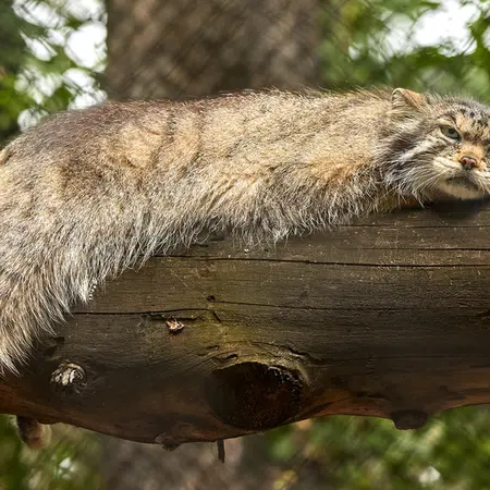 ノヴォシビルスク動物園のラストチカの写真