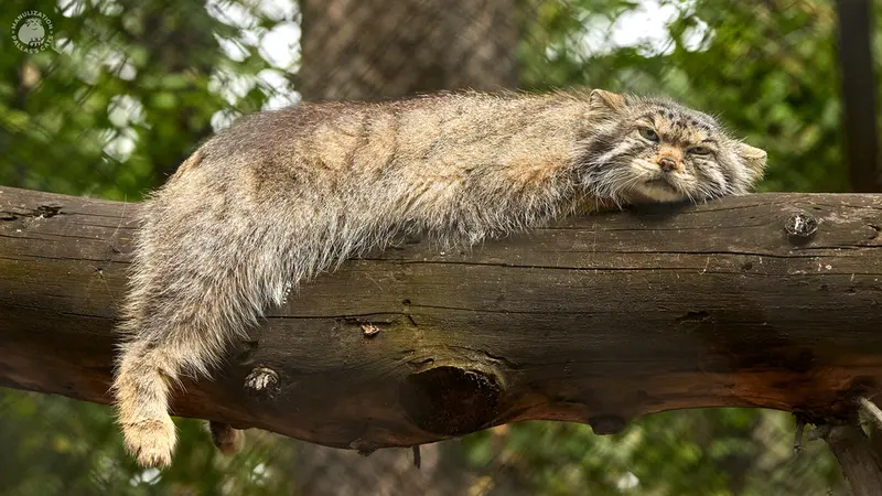 ノヴォシビルスク動物園のラストチカの写真