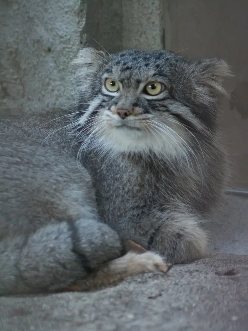野毛山動物園のフィーガの写真