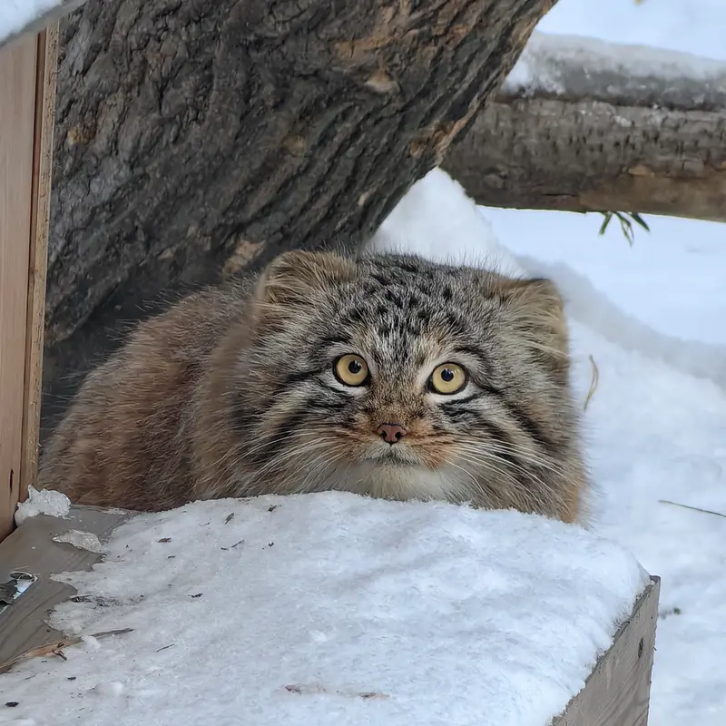 ノヴォシビルスク動物園のアッケムの写真