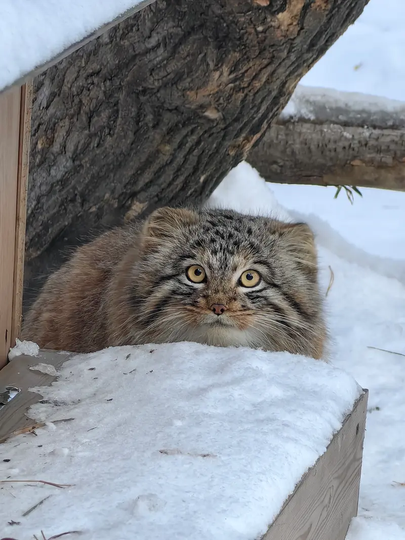 ノヴォシビルスク動物園のアッケムの写真