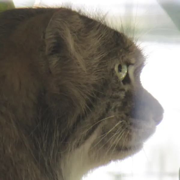 スミソニアン国立動物園のセバとアカルの写真