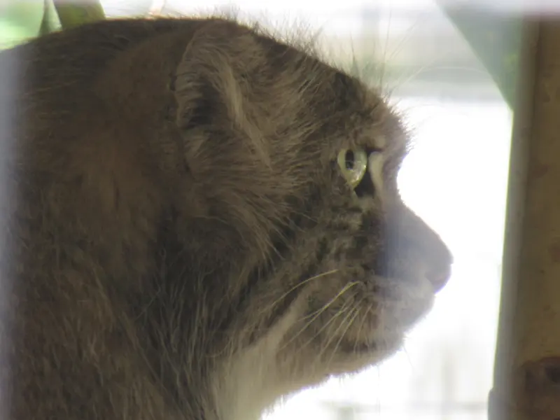 スミソニアン国立動物園のセバとアカルの写真