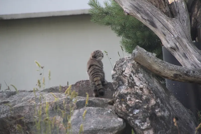 コルケアサーリ動物園のサイミの写真