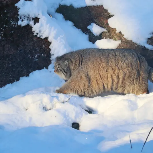 コルケアサーリ動物園のミミの写真