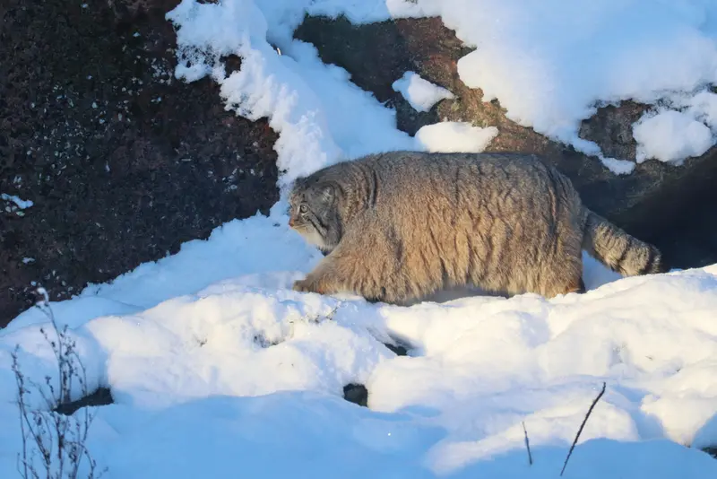 コルケアサーリ動物園のミミの写真