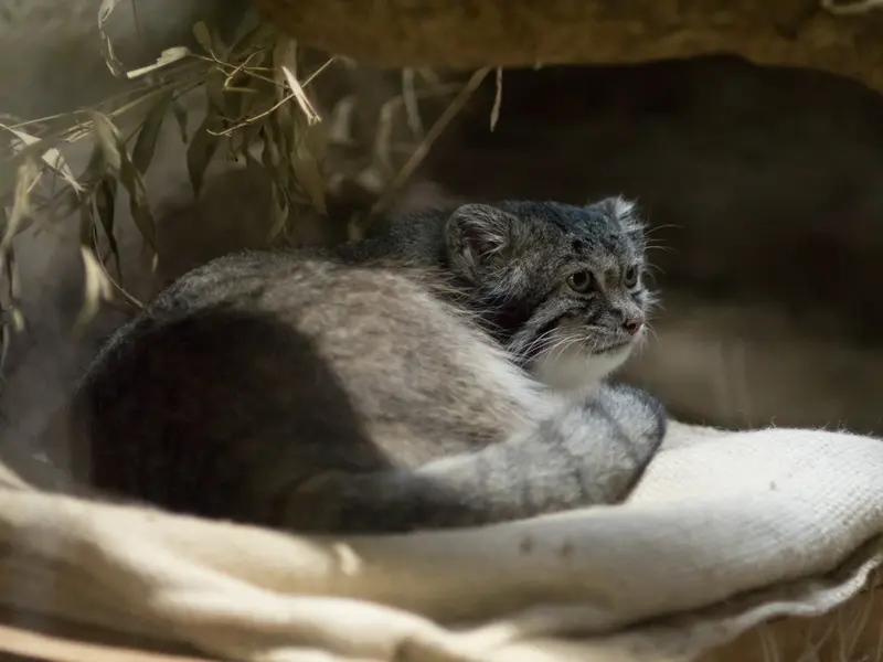 恩賜上野動物園のクリョンの写真