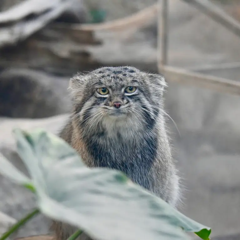 神戸どうぶつ王国のナルの写真