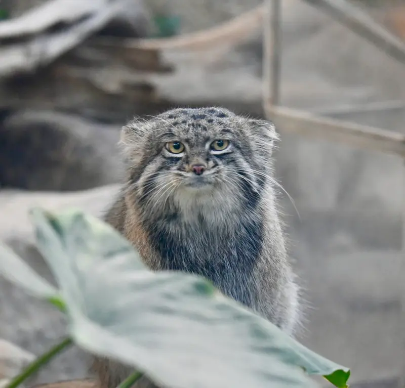 神戸どうぶつ王国のナルの写真