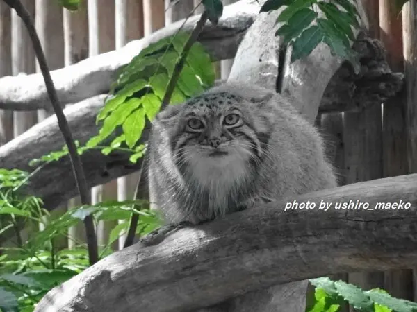 マヌルネコの写真