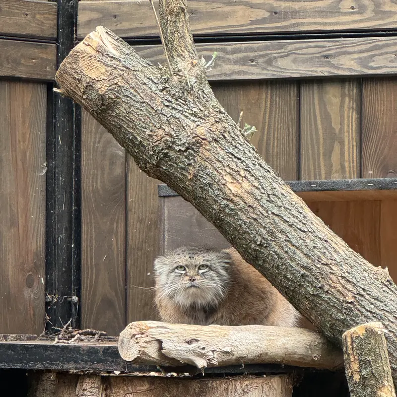 ワルシャワ動物園のジェシーの写真