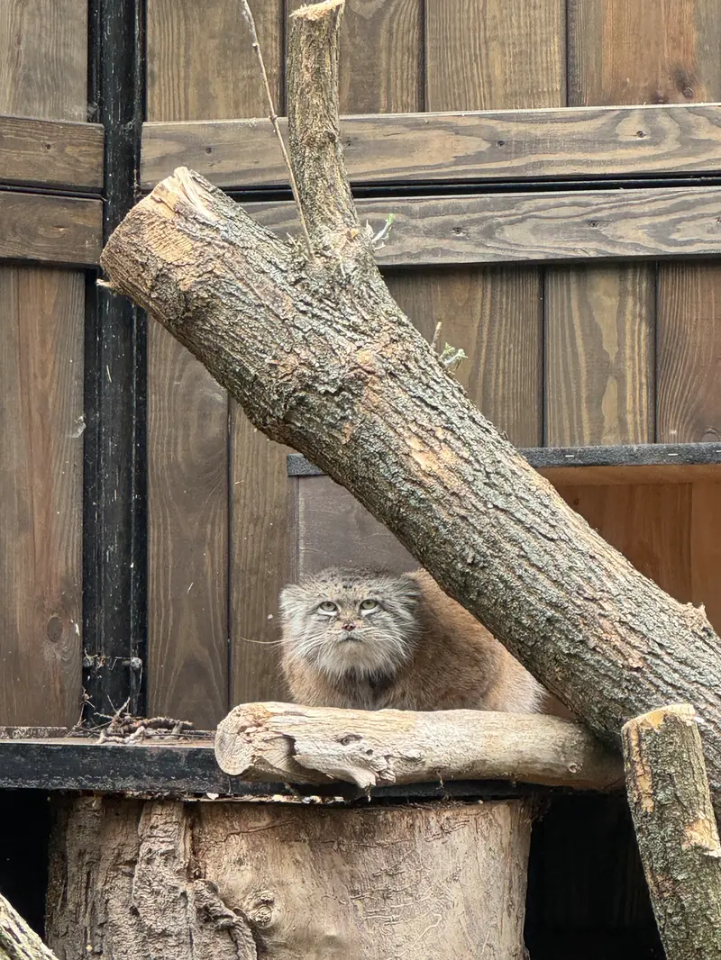 ワルシャワ動物園のジェシーの写真