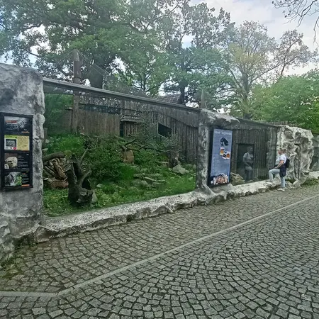 ヴロツワフ動物園のマヌルネコの写真