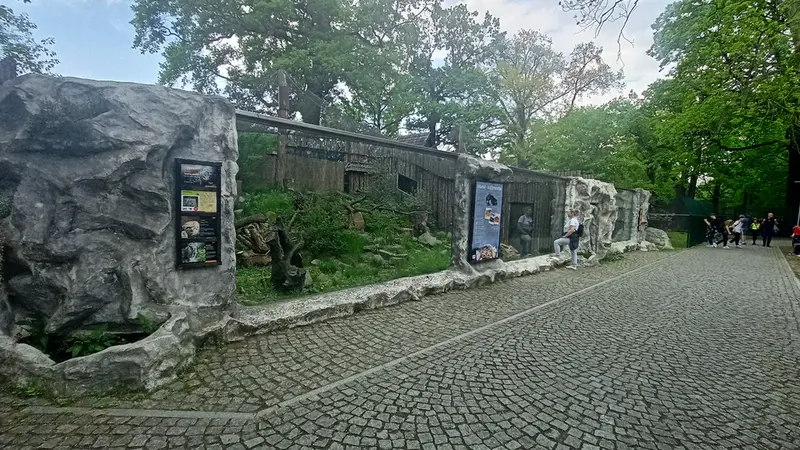 ヴロツワフ動物園のマヌルネコの写真