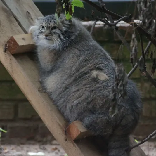 希少動物繁殖センターのマリナの写真