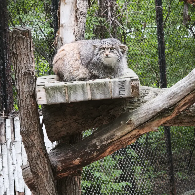 ノヴォシビルスク動物園のミアの写真