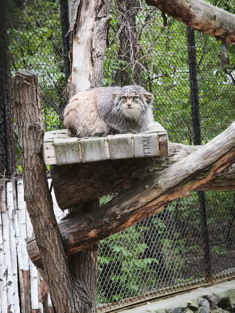 ノヴォシビルスク動物園のミアの写真